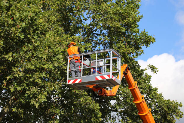 Trusted Prescott, AZ  Tree Services Experts